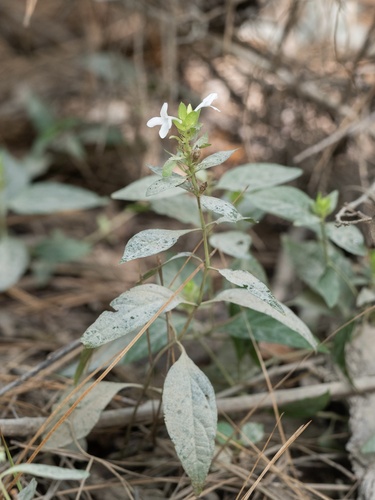 Green-flowered yeatesia (Yeatesia viridiflora)