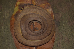 Pareas carinatus