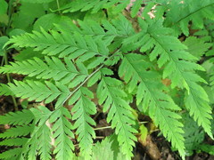 Dryopteris goeringiana