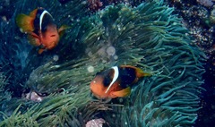 Amphiprion rubrocinctus