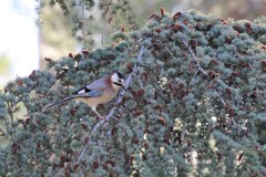 Garrulus glandarius cervicalis