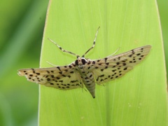 Conogethes punctiferalis