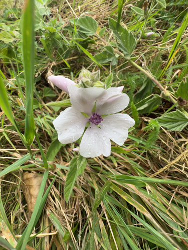 Althaea officinalis