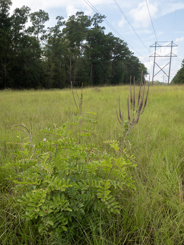 Panicled False Indigo (Amorpha paniculata)