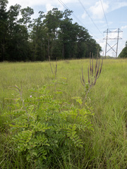 Amorpha paniculata