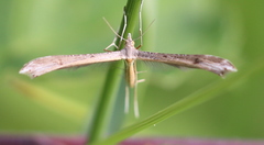 Stenoptilia