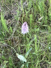 Dactylorhiza fuchsii