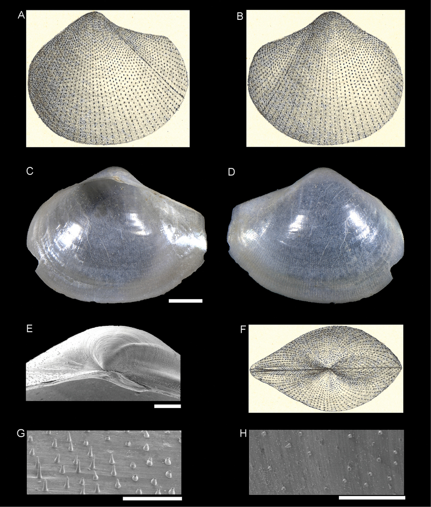 Poromyoidea