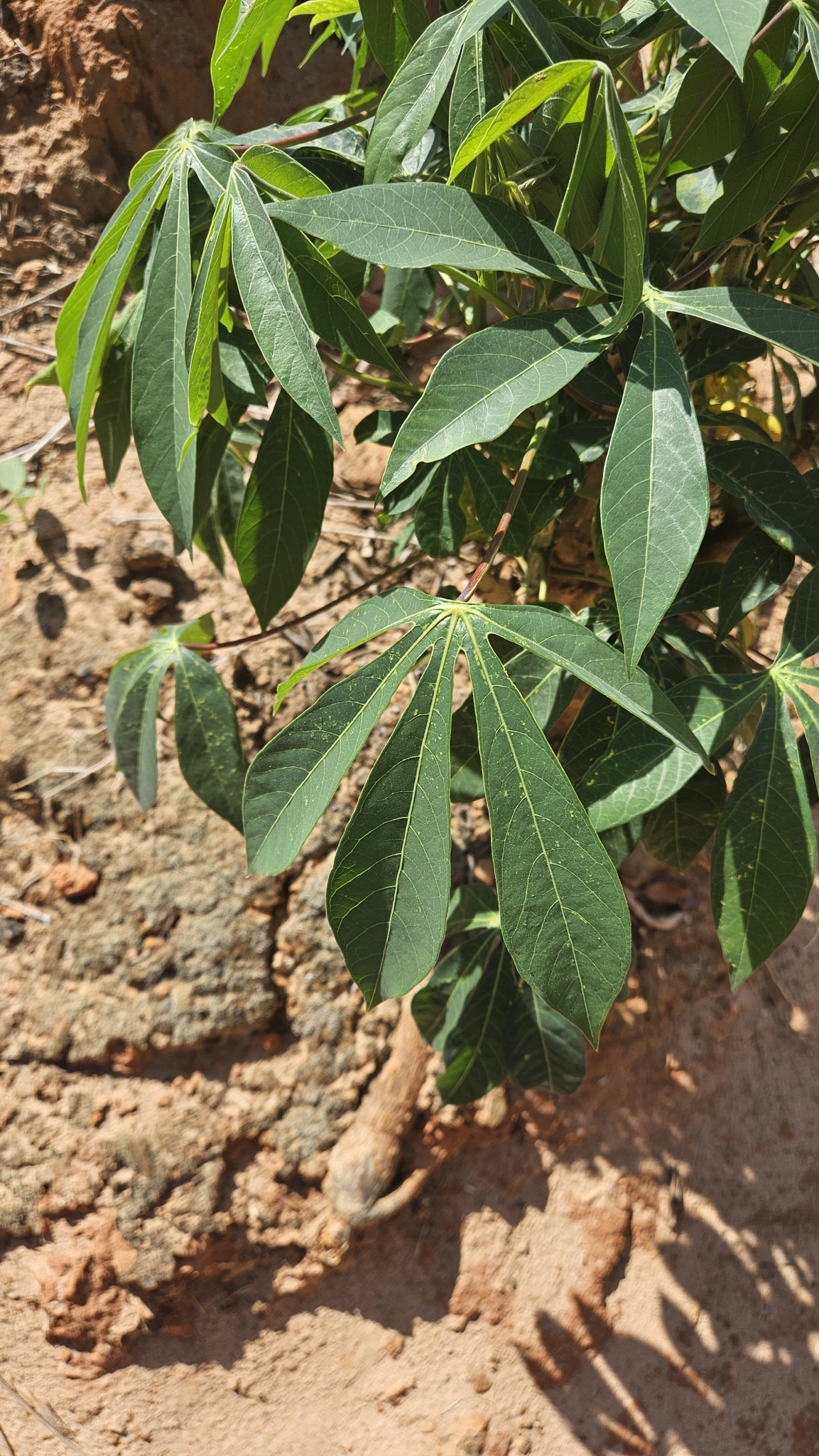 Manihot esculenta