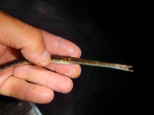 Bluespotted cornetfish (Fistularia tabacaria) — Fistulariidae