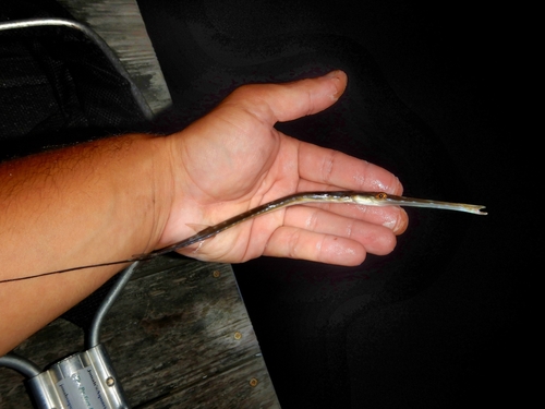 Bluespotted cornetfish (Fistularia tabacaria) — Fistulariidae — 2