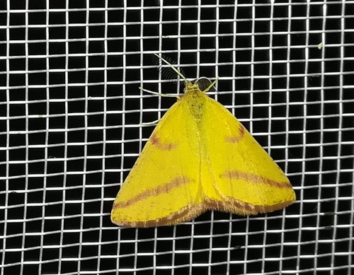 Purple-barred Yellow, Kecskemét, Műkertváros, 6000 Hungary, photo 9 of 10