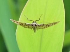 Conogethes punctiferalis