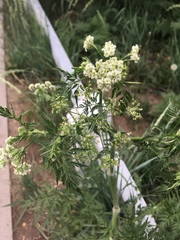 Sphallerocarpus gracilis