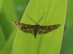 Conogethes punctiferalis