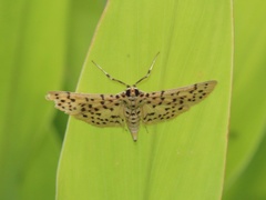 Conogethes punctiferalis