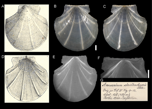 Representative image of Propeamussium