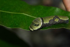 Papilio menatius victorinus