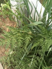 Sphallerocarpus gracilis