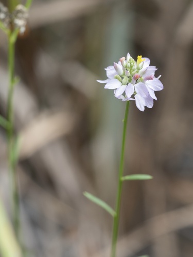 Image of Senega mariana by (c) Turner Brockman, some rights reserved (CC BY-SA)