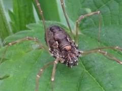 Platybunus pinetorum