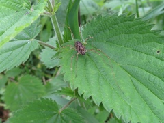 Platybunus pinetorum