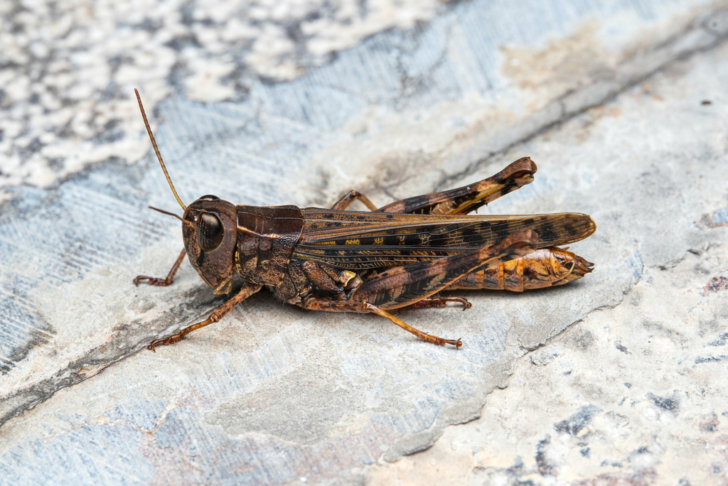 Eyprepocnemis yunnanensis