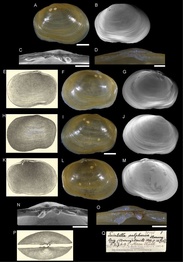 Scintillula lutea