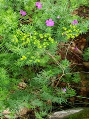 Geranium sanguineum