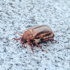 Amphimallon solstitiale