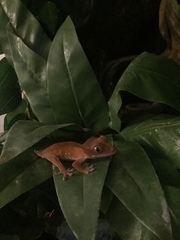 Correlophus ciliatus