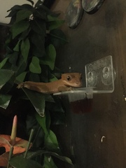 Correlophus ciliatus