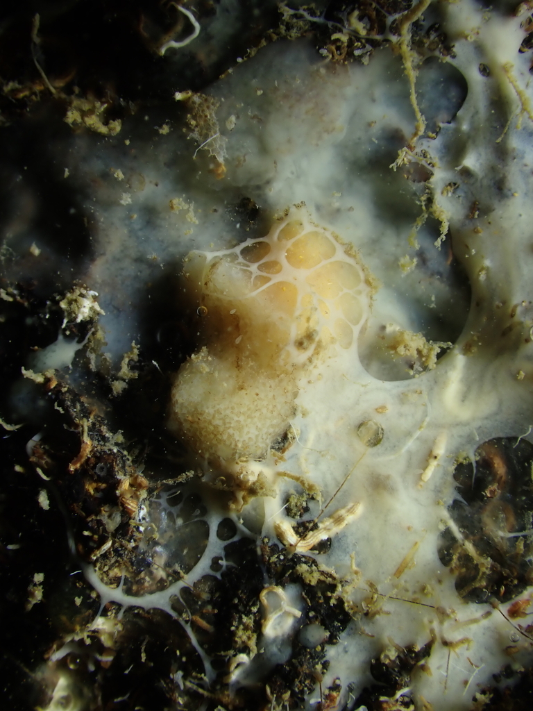 Myceliospongia