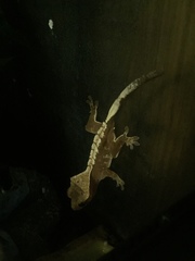 Correlophus ciliatus