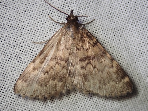 Idia occidentalis photo 4