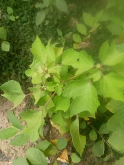 Triumfetta pentandra