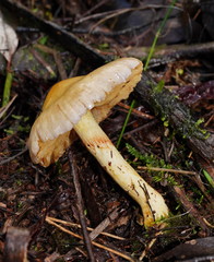 Cortinarius memoria-annae