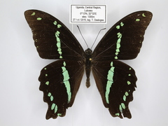Papilio nireus