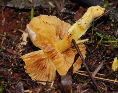 Cortinarius memoria-annae