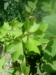 Triumfetta pentandra