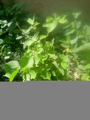 Triumfetta pentandra