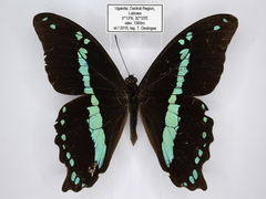 Papilio nireus