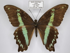 Papilio nireus