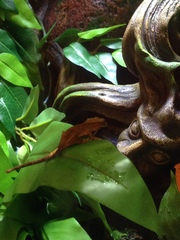 Correlophus ciliatus