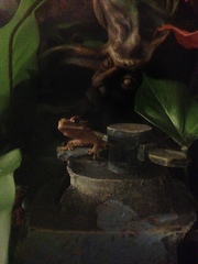 Correlophus ciliatus
