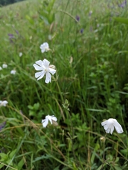 Behenantha