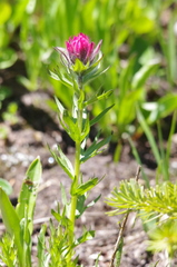 Castilleja parviflora oreopola