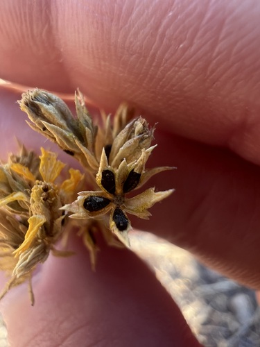 Image of Deinandra paniculata by no rights reserved