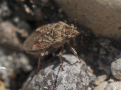 Nysius thymi