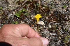 Erythranthe microphylla
